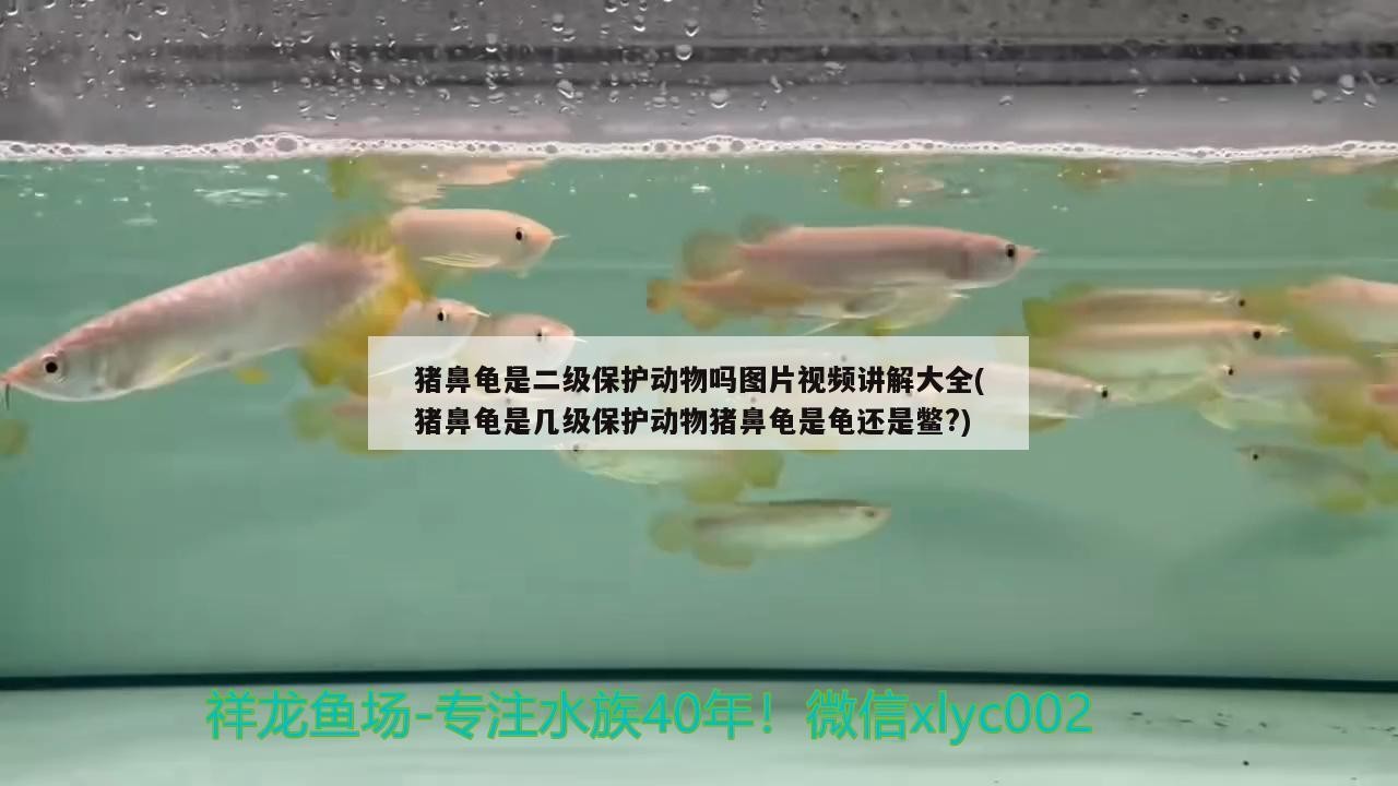 豬鼻龜是二級保護動物嗎圖片視頻講解大全(豬鼻龜是幾級保護動物豬鼻龜是龜還是鱉?)