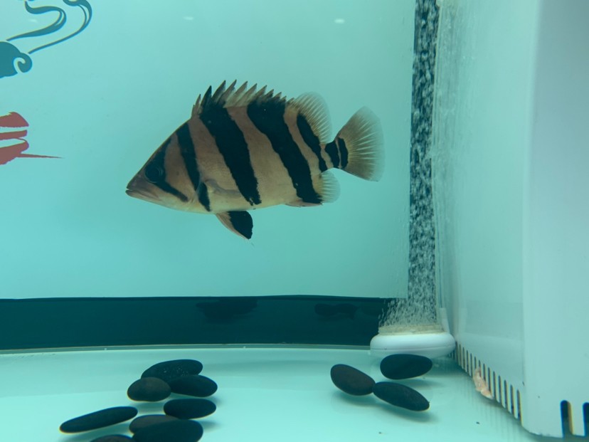 最貴的紅金龍魚多少錢:最貴的紅金龍魚多少錢一條 水族問答 第4張 最貴的紅金龍魚多少錢:最貴的紅金龍魚多少錢一條 最貴的紅金龍魚多少錢:最貴的紅金龍魚多少錢一條 水族問答 第4張