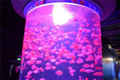 六安水族館vs祥龍魚場（六安水族館與祥龍魚場之間的差異之前，我們需要明確兩者的主要業務和特點）