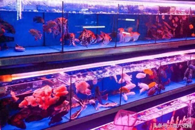 六安水族館vs祥龍魚場（六安水族館與祥龍魚場之間的差異之前，我們需要明確兩者的主要業務和特點）