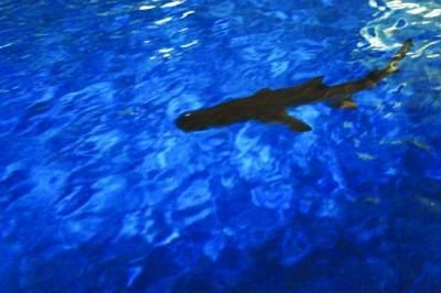 六安水族館vs祥龍魚場（六安水族館與祥龍魚場之間的差異之前，我們需要明確兩者的主要業務和特點）
