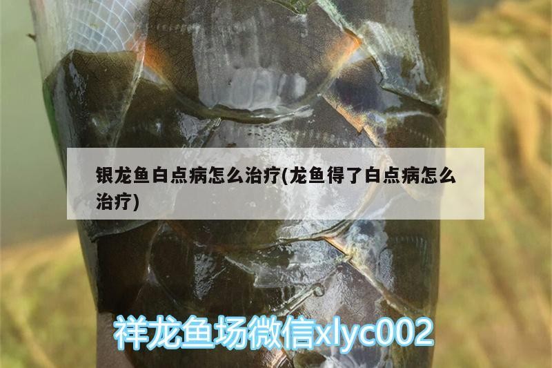 銀龍魚白點(diǎn)病怎么治療(龍魚得了白點(diǎn)病怎么治療)