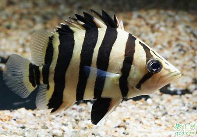 虎魚養一只好還是二只好