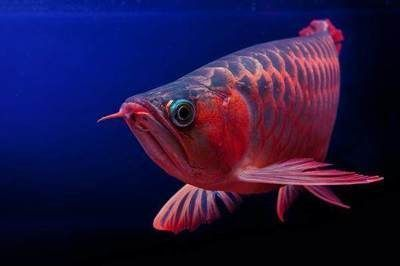 印尼赤血紅龍魚壽命多久：印尼赤血紅龍魚的壽命及其養殖環境