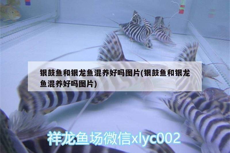 銀鼓魚和銀龍魚混養好嗎圖片(銀鼓魚和銀龍魚混養好嗎圖片)