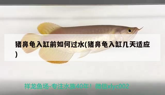 紅龍魚用黃燈烤有用嗎 豬鼻龜入缸前如何過水(豬鼻龜入缸幾天適應) 豬鼻龜百科 豬鼻龜入缸前如何過水(豬鼻龜入缸幾天適應) 豬鼻龜入缸前如何過水(豬鼻龜入缸幾天適應) 豬鼻龜百科