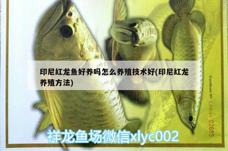 印尼紅龍魚好養嗎怎么養殖技術好(印尼紅龍養殖方法)