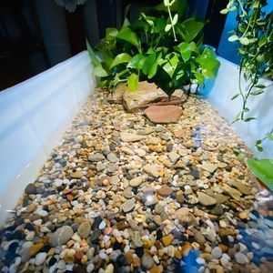 打蠟的鵝卵石可以放魚(yú)缸嗎：打蠟的鵝卵石可以放入魚(yú)缸取決于蠟的狀態(tài) 打蠟的鵝卵石可以放魚(yú)缸嗎：打蠟的鵝卵石可以放入魚(yú)缸取決于蠟的狀態(tài) 魚(yú)缸百科 第1張