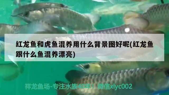 紅龍魚(yú)和虎魚(yú)混養(yǎng)用什么背景圖好呢(紅龍魚(yú)跟什么魚(yú)混養(yǎng)漂亮) 紅龍魚(yú)和虎魚(yú)混養(yǎng)用什么背景圖好呢(紅龍魚(yú)跟什么魚(yú)混養(yǎng)漂亮) 虎魚(yú)百科