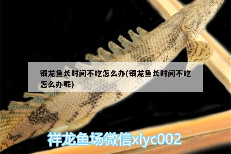 銀龍魚(yú)長(zhǎng)時(shí)間不吃怎么辦(銀龍魚(yú)長(zhǎng)時(shí)間不吃怎么辦呢)