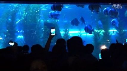 阜新水族館vs祥龍魚場（阜新市沒有自己的海洋館，需要前往其他城市如撫順、營口或大連等地）