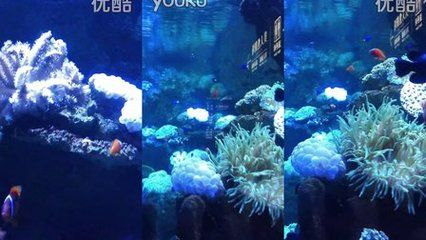 阜新水族館vs祥龍魚場（阜新市沒有自己的海洋館，需要前往其他城市如撫順、營口或大連等地）