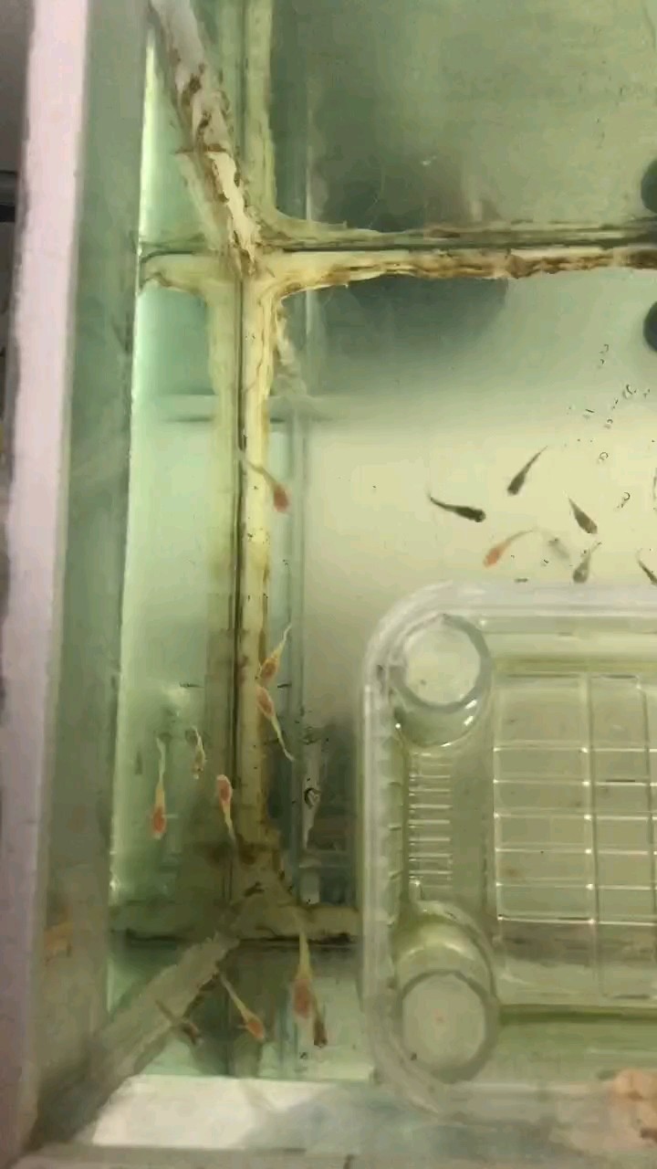 龍魚干蝦有營養嗎 棒 龍魚論壇 棒 棒 龍魚論壇