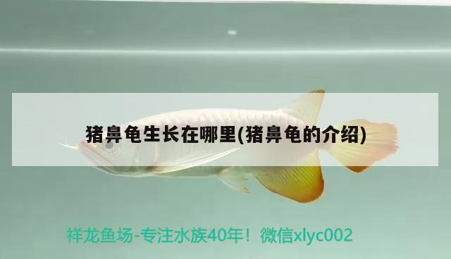 豬鼻龜生長在哪里(豬鼻龜的介紹)