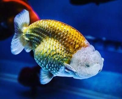 傳統魚缸養什么魚好？：風水學中的金魚