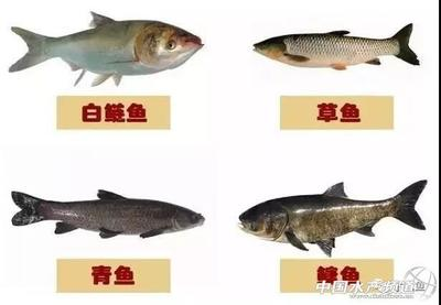 小魚缸造景教程視頻（小魚缸造景教程視頻大全）