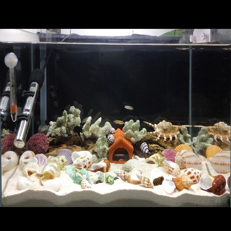 貝殼 魚缸：貝殼在魚缸中的應用 貝殼 魚缸：貝殼在魚缸中的應用 魚缸百科 第1張