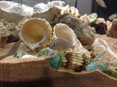 貝殼 魚缸：貝殼在魚缸中的應用 貝殼 魚缸：貝殼在魚缸中的應用 魚缸百科 第3張