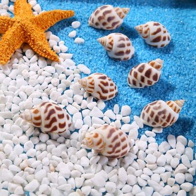 貝殼 魚缸：貝殼在魚缸中的應用 貝殼 魚缸：貝殼在魚缸中的應用 魚缸百科 第4張