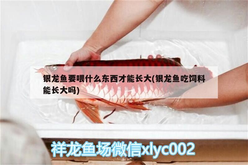 銀龍魚要喂什么東西才能長(zhǎng)大(銀龍魚吃飼料能長(zhǎng)大嗎)