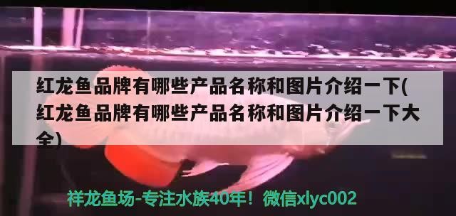 魚缸的出水口放什么位置好看(魚缸出水口最佳位置圖)