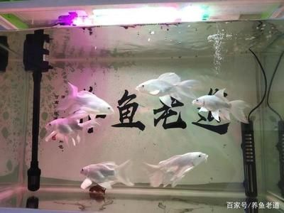 80CM的魚缸能養幾條蝴蝶鯉：關于蝴蝶鯉的問題