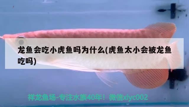 龍魚會吃小虎魚嗎為什么(虎魚太小會被龍魚吃嗎)