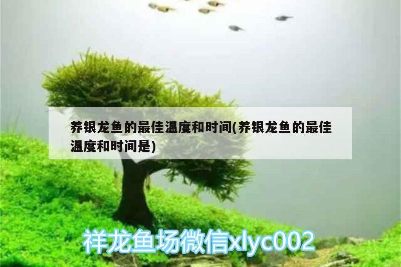 養(yǎng)銀龍魚的最佳溫度和時間(養(yǎng)銀龍魚的最佳溫度和時間是)