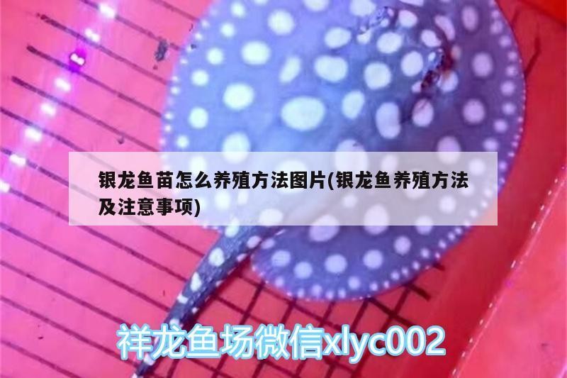 銀龍魚苗怎么養殖方法圖片(銀龍魚養殖方法及注意事項)