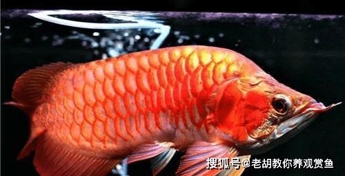 紅龍魚為什么不發色了：紅龍魚不發色可能由多種因素引起