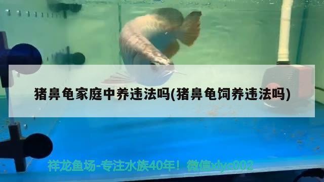 豬鼻龜家庭中養(yǎng)違法嗎(豬鼻龜飼養(yǎng)違法嗎)