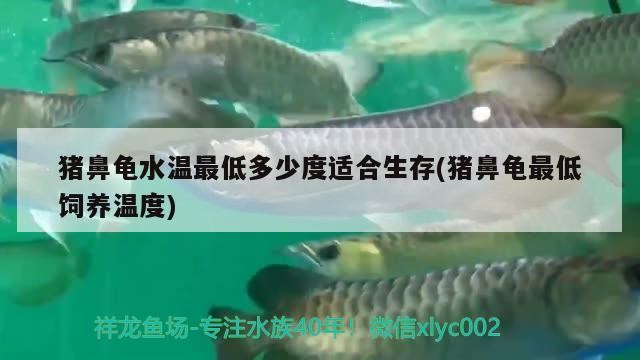 豬鼻龜水溫最低多少度適合生存(豬鼻龜最低飼養(yǎng)溫度)