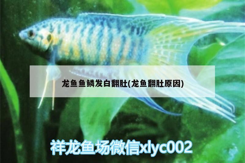 龍魚魚鱗發白翻肚(龍魚翻肚原因)
