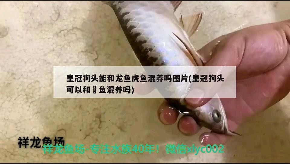 皇冠狗頭能和龍魚虎魚混養(yǎng)嗎圖片(皇冠狗頭可以和魟魚混養(yǎng)嗎)