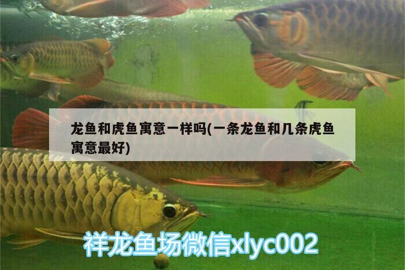 龍魚和虎魚寓意一樣嗎(一條龍魚和幾條虎魚寓意最好) 龍魚和虎魚寓意一樣嗎(一條龍魚和幾條虎魚寓意最好) 虎魚百科