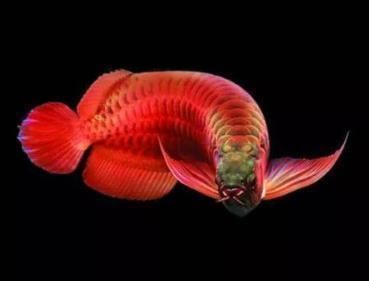 紅龍魚尾巴分叉腐爛：關于紅龍魚尾巴分叉腐爛的詳細解釋 紅龍魚尾巴分叉腐爛：關于紅龍魚尾巴分叉腐爛的詳細解釋 紅龍魚百科 第4張