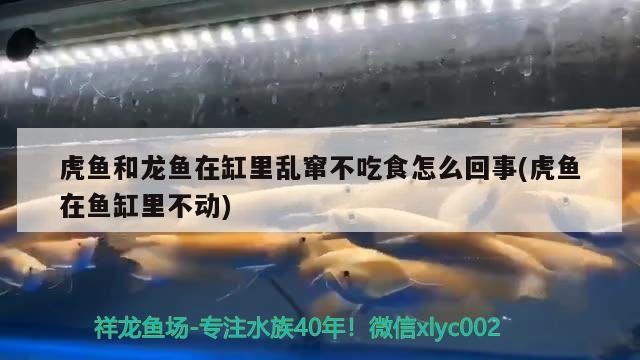 虎魚和龍魚在缸里亂竄不吃食怎么回事(虎魚在魚缸里不動(dòng)) 虎魚百科 第2張 虎魚和龍魚在缸里亂竄不吃食怎么回事(虎魚在魚缸里不動(dòng)) 虎魚和龍魚在缸里亂竄不吃食怎么回事(虎魚在魚缸里不動(dòng)) 虎魚百科 第2張