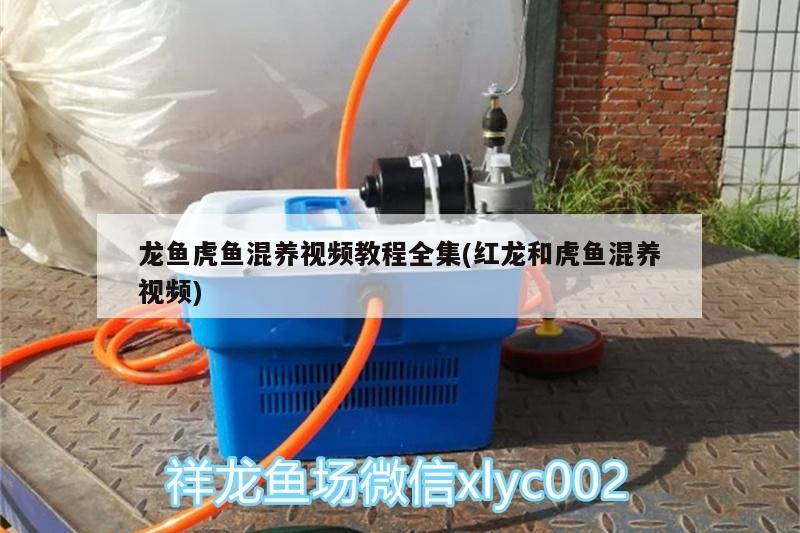 龍魚虎魚混養視頻教程全集(紅龍和虎魚混養視頻) 龍魚虎魚混養視頻教程全集(紅龍和虎魚混養視頻) 虎魚百科
