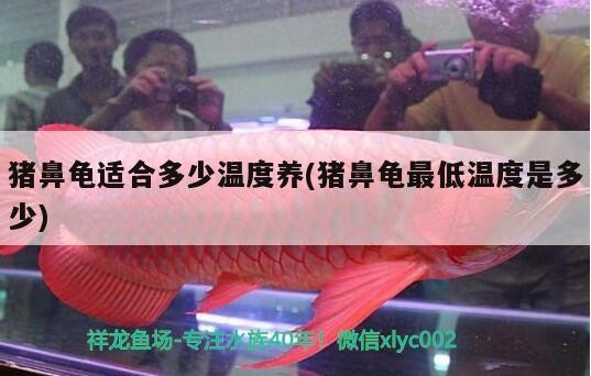 豬鼻龜適合多少溫度養(yǎng)(豬鼻龜最低溫度是多少)
