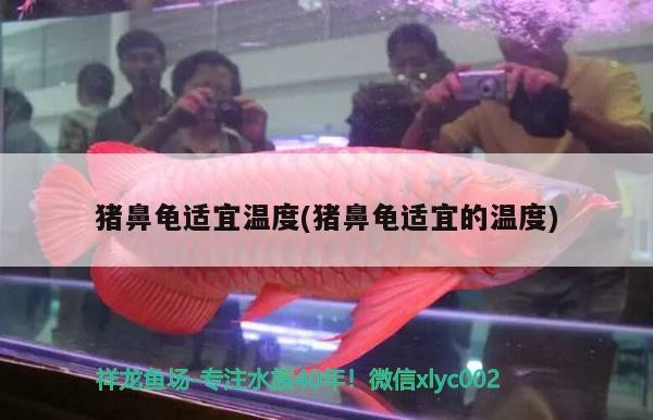 豬鼻龜適宜溫度(豬鼻龜適宜的溫度) 豬鼻龜適宜溫度(豬鼻龜適宜的溫度) 豬鼻龜百科 第1張
