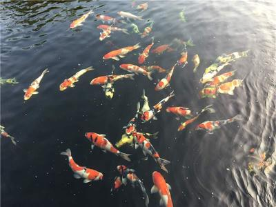 博特水泵使用說明（博特水泵使用說明書）