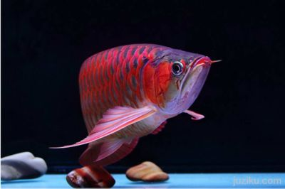 紅龍魚品牌推薦知乎文章怎么寫的：紅龍魚品牌市場評價對比紅龍魚品牌歷史與發(fā)展