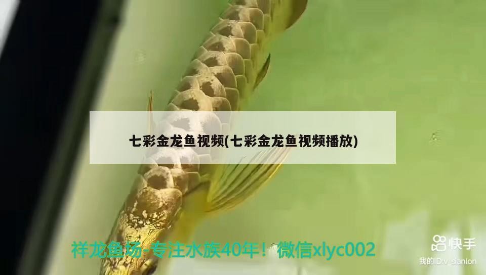 七彩金龍魚視頻(七彩金龍魚視頻播放)