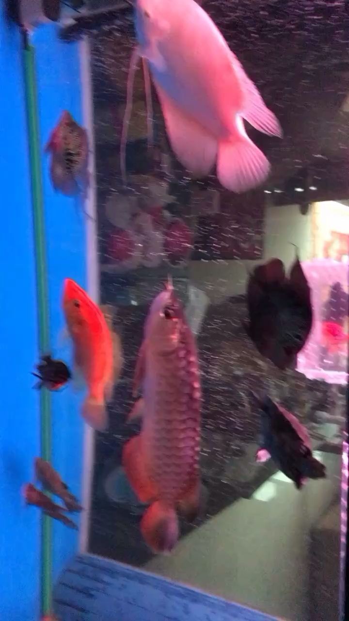 高手看看能完全爬背嗎 高手看看能完全爬背嗎 魟魚百科 第1張