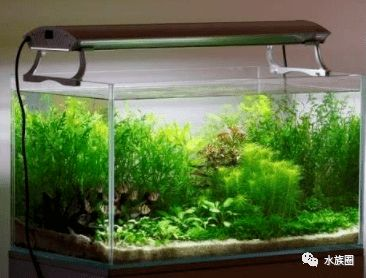虎皮魚飼養技巧虎皮魚的飼養技巧虎皮魚的飼養技巧：虎皮魚的飼養技巧