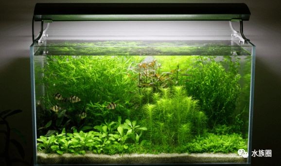 虎皮魚飼養技巧虎皮魚的飼養技巧虎皮魚的飼養技巧：虎皮魚的飼養技巧