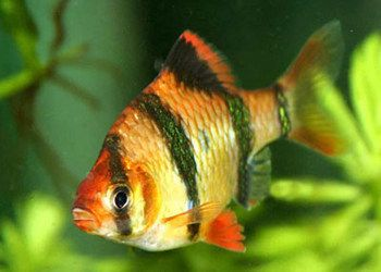 虎皮魚飼養技巧虎皮魚的飼養技巧虎皮魚的飼養技巧：虎皮魚的飼養技巧