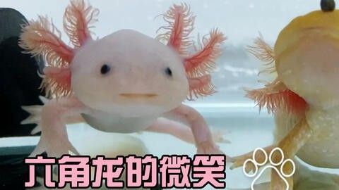 龍魚可不可以吃豬肉粒呢 龍魚百科 第1張 龍魚可不可以吃豬肉粒呢 龍魚可不可以吃豬肉粒呢 龍魚百科 第1張
