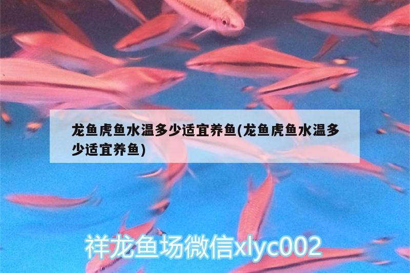 龍魚虎魚水溫多少適宜養魚(龍魚虎魚水溫多少適宜養魚)