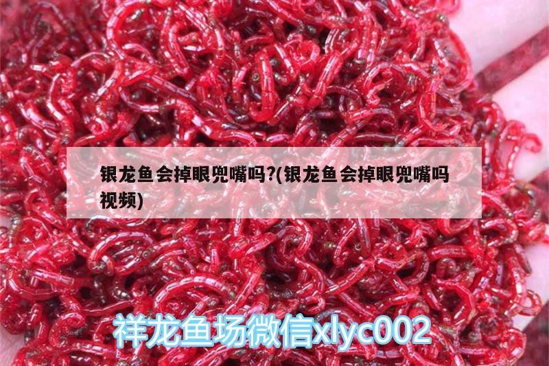 銀龍魚會掉眼兜嘴嗎?(銀龍魚會掉眼兜嘴嗎視頻)
